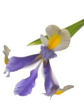 Bright beautiful iris Stock Photos
