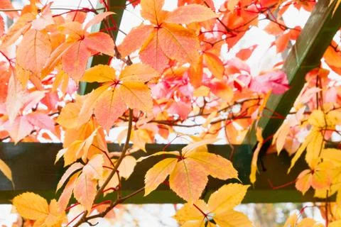 Bright beautiful multi-colored leaves in autumn Park Stock Photos