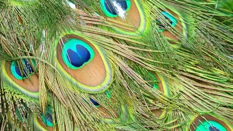 Bright beautiful peacock tail texture Vídeos de archivo 93581424