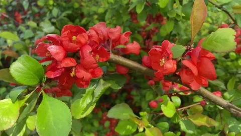 Bright beautiful red flowers on the branches of a shrub  in the park. Stock Footage 239019580