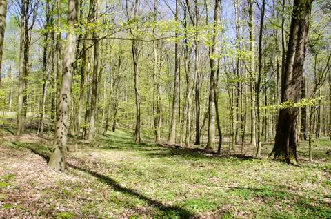 Bright beech forest in spring Stock Photos