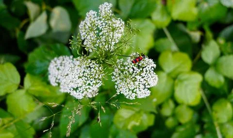 The bright beetle on a flower Foto stock