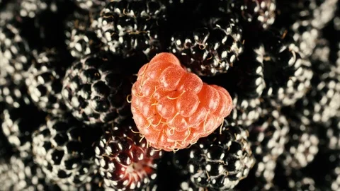 Bright berry composition. Black berries close-up macro Stock Footage 112643673