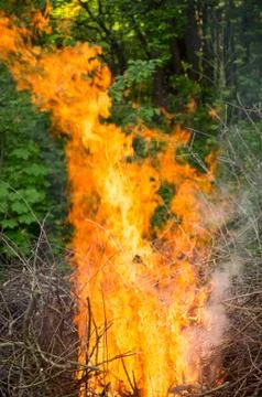Bright big bonfire while burning a large number of garbage branches Stock Photos