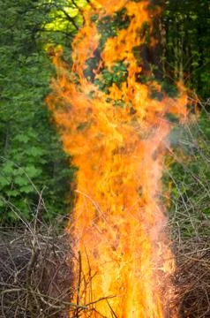 Bright big bonfire while burning a large number of garbage branches Stock Photos