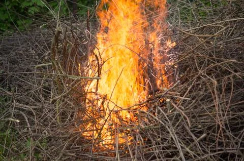 Bright big bonfire while burning a large number of garbage branches Stock Photos
