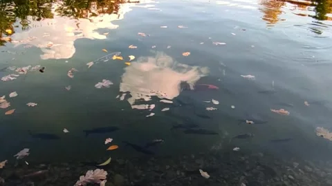 Bright big fish swim Stock Footage 288110330