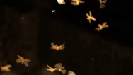 Bright Bioluminescence Of Firefly Swarm With Illuminated Wings On Dark Summer Stock Footage