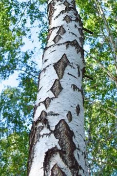 Bright birch bark in forest at summer with branch Stock Photos