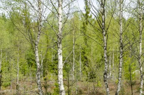 Bright birch tree forest Stock Photos