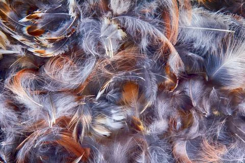 Bright bird feathers Stock Photos