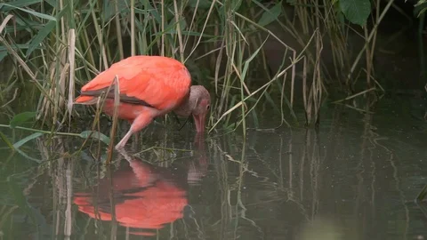 The bright bird Korikori. Stock Footage 113798433