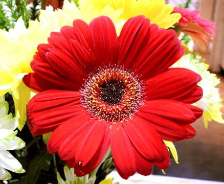 Bright bloomed red flower Stock Photos