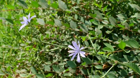 Bright blooming blue succory or common chicory (Cichorium intybus) Stock Footage 263211344
