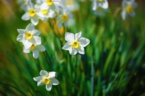 Bright blooming daffodils Stock Photos