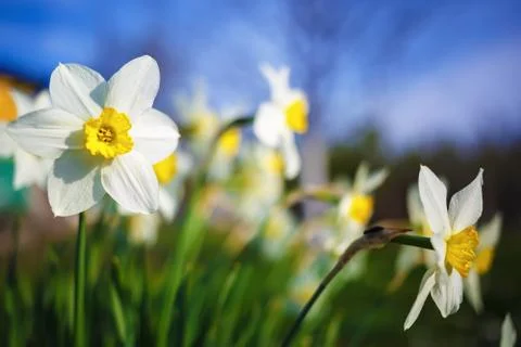 Bright blooming daffodils Stock Photos