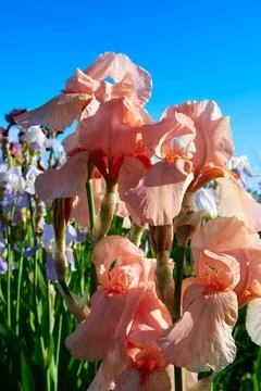 Bright blooming irises Stock Photos