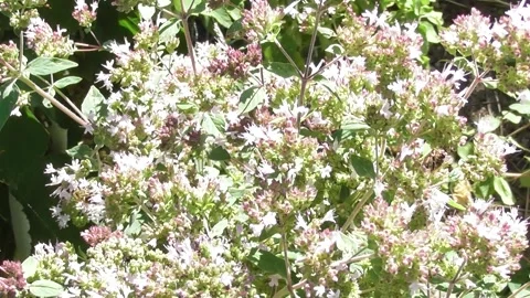 Bright blooming oregano with bees Stock Footage 340497899