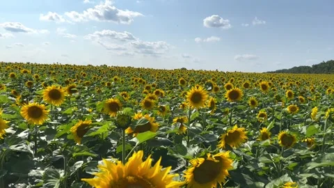 Bright blooming sunflowers flutter in the wind in the field Stock Footage 246662827
