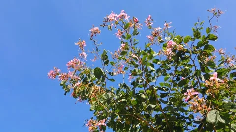 Bright blooming tree with pink flowers under blue sky Vídeo Stock 331655698