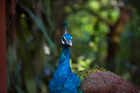 Bright blue 1 Stock Photos