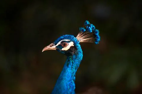 The bright blue 2  Stock Photos