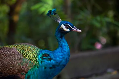 Bright blue 2  Stock Photos