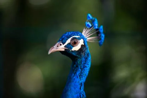 The bright blue 4 Stock Photos