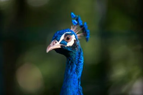 The bright blue 5  Stock Photos