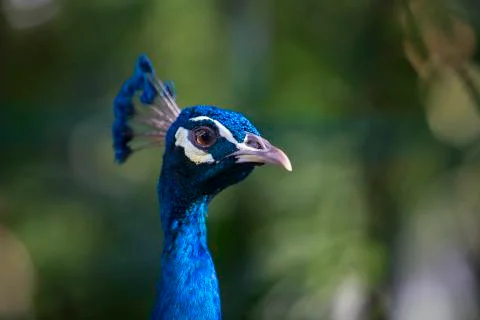 The bright blue 7  Stock Photos