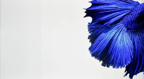 Bright Blue Betta Fish Tail Fin Isolated on White Background Representing B.. Stock Photos
