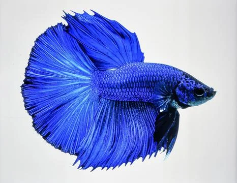 Bright Blue Betta Fish Tail Fin Isolated on White Background Representing B.. Stock Photos