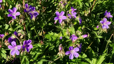 Bright blue delicate small flowers of the wild geranium Stock Footage 327704724