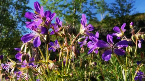 Bright blue delicate small flowers of the wild geranium Stock Footage 327704775