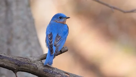 Bright blue Eastern Bluebird. Vídeo Stock 102920797