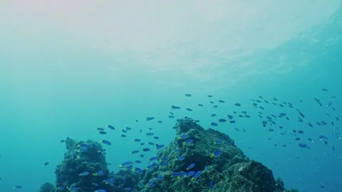 Bright blue fish schooling around a rocky reef in clear blue ocean Stock Footage 346531606