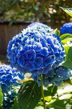 Bright blue hydrangea in the bright sun Stock-Fotos