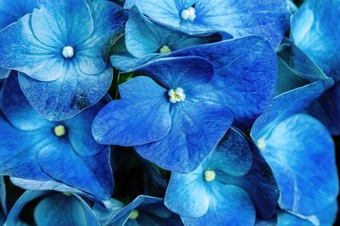 Bright Blue Hydrangea Up Close Foto stock