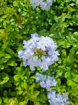 Bright blue hydrangeas in bloom Stock Photos