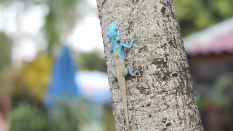 Bright blue iguana lizard on a tree in park or forest Stockbeeldmateriaal 95175802