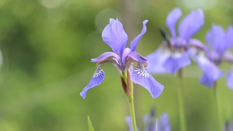 Bright blue iris in the sun in the garden Video stock 154764282