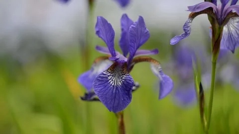 Bright blue iris in the sun in the garden Video stock 154764308
