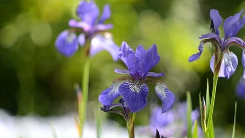 Bright blue iris in the sun in the garden Video stock 154764549