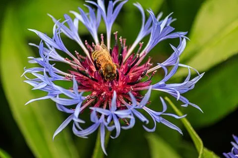 Bright blue mountain bluets in spring being pollinated by large bees Stock Photos