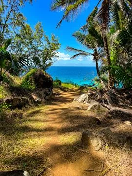 Bright blue ocean seen through dense rainforest in seychelles Stock Photos
