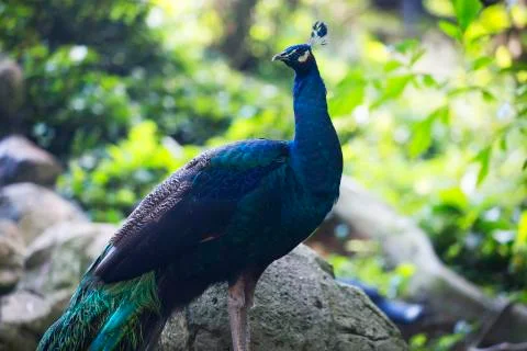 Bright blue peacock  Stock Photos