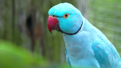 Bright blue ringneck parrot with red beak looks curiously at camera in natural Stock Footage 340861657