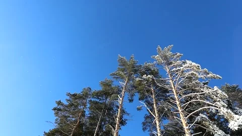Bright blue sky and trees in the snow on a winter frosty day Stock Footage 145302380