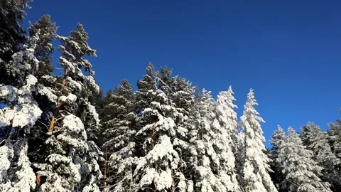 Bright blue sky and trees in the snow on a winter frosty day Stock Footage 145302381