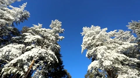 Bright blue sky and trees in the snow on a winter frosty day Video stock 145302384